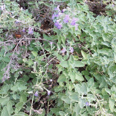 Walker\'s Low Catmint